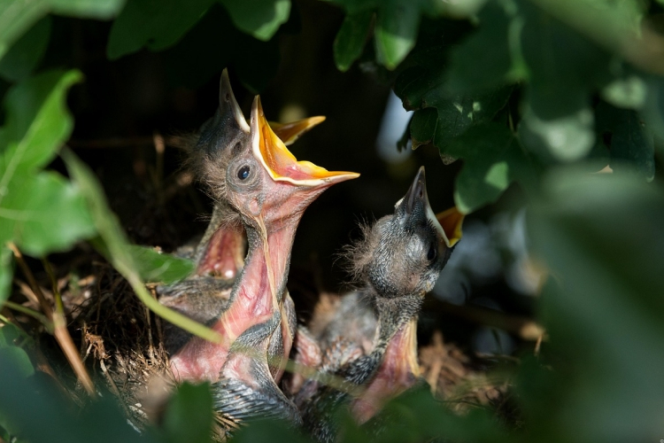 MME: ne vigyük haza a madárfiókákat!