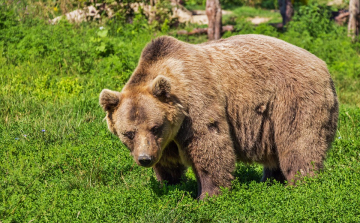Nagy valószínűséggel dél felé tart a Tisza vonalában a medve, keresik a nyomát