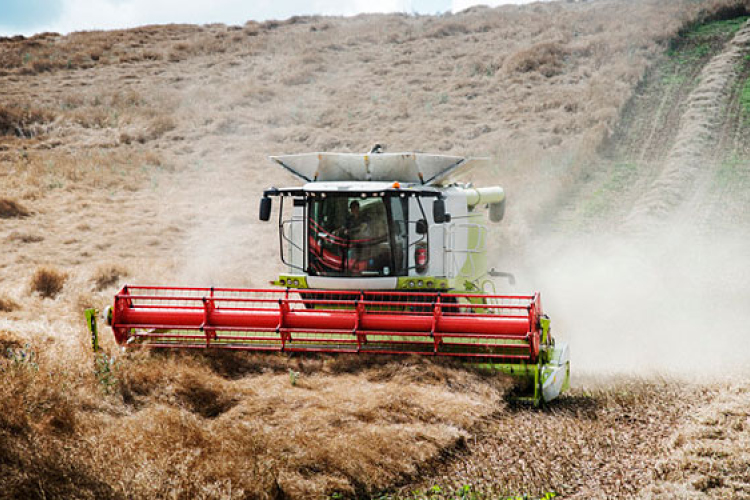 Kisebb búzatermésre számítanak Tolna megyében