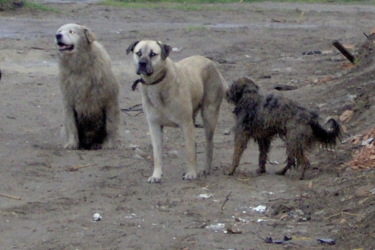 Kóbor kutyák martak halálra egy gyereket Bukarestben