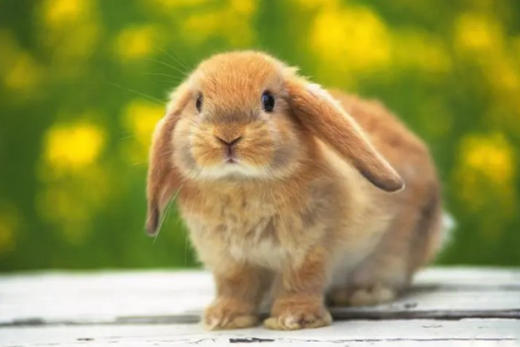 Húsvét - Óva intenek az élő állat ajándékozásától az állatvédők