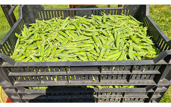 Már megvásárolható az idei zsenge, zamatos és édes naki cukorborsó