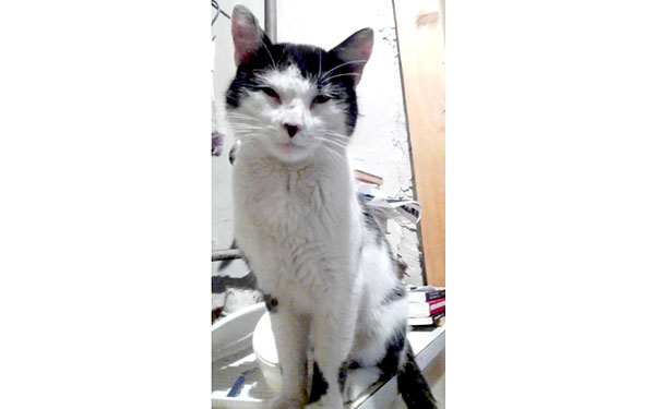 Eltűnt Foltos, a fekete-fehér kandúr