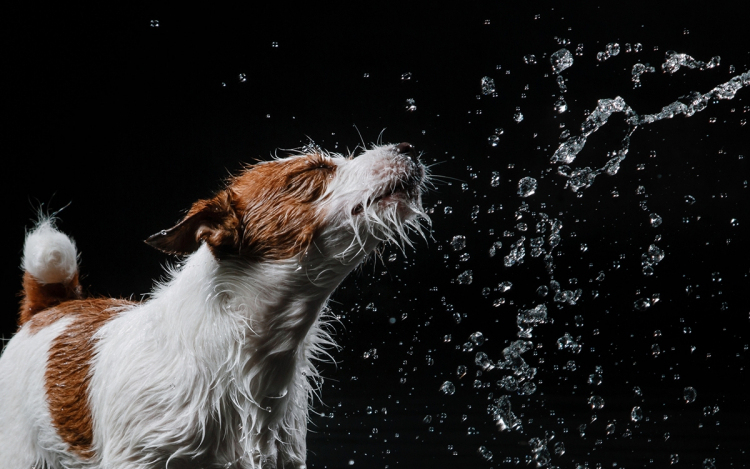 Az állattartóknak kiemelt felelősségük van a hőségriadó idején