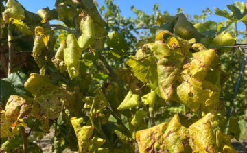 Nébih: drónos felderítést is bevetnek a szőlő aranyszínű sárgaság betegség visszaszorítására
